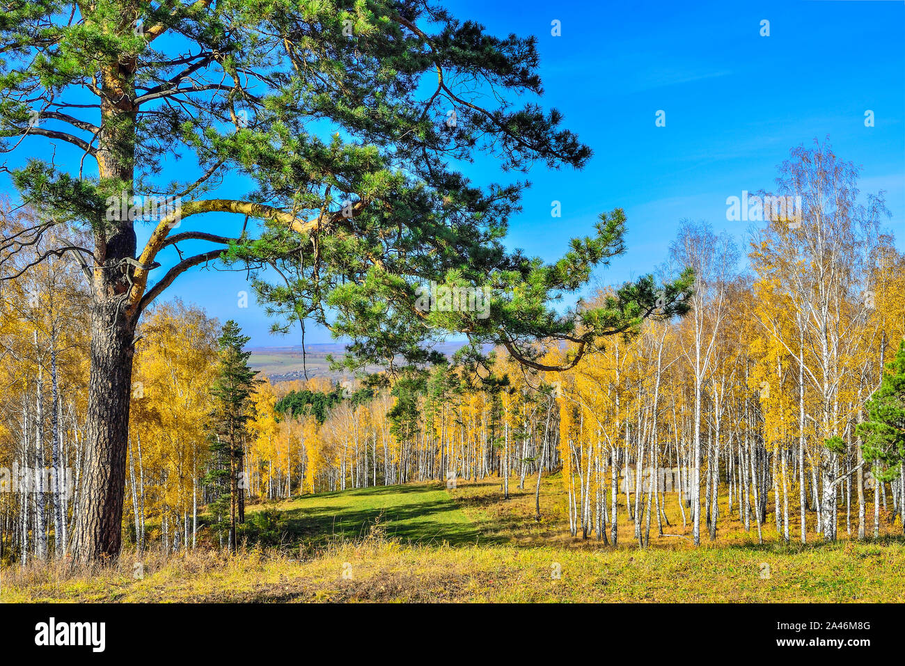 Berge bedeckt mit goldenen Birkenwald und alten grünen Kiefer am Rande von Birch Grove im Vordergrund. Helle, sonnige Herbst Landschaft mit Orange Stockfoto