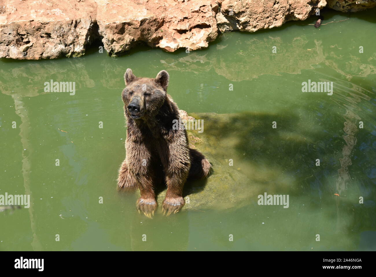 Vorderansicht des brauner Bär brauner Bär Stockfoto