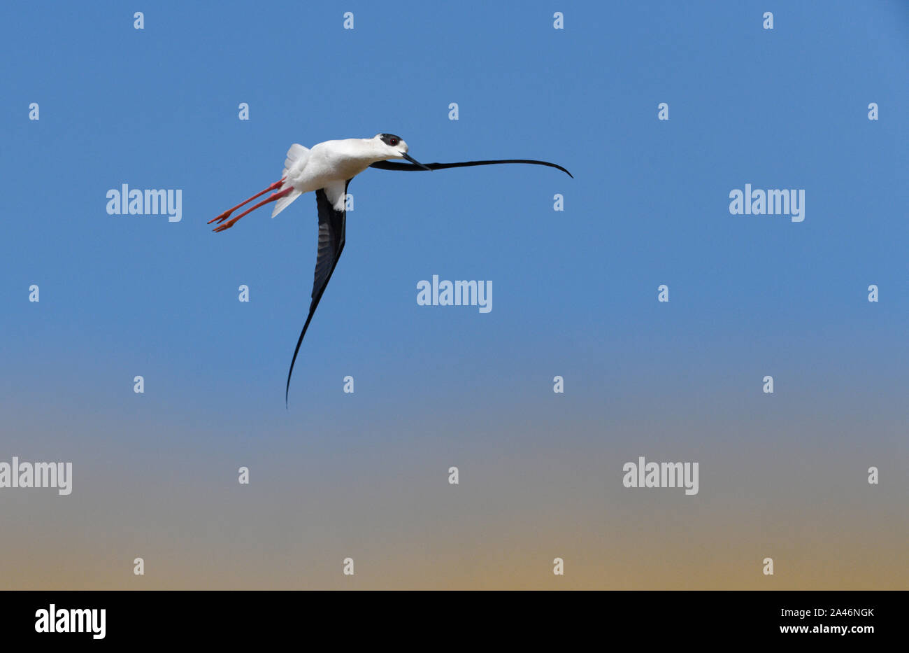 Stelzenläufer - Himantopus himantopus Stockfoto