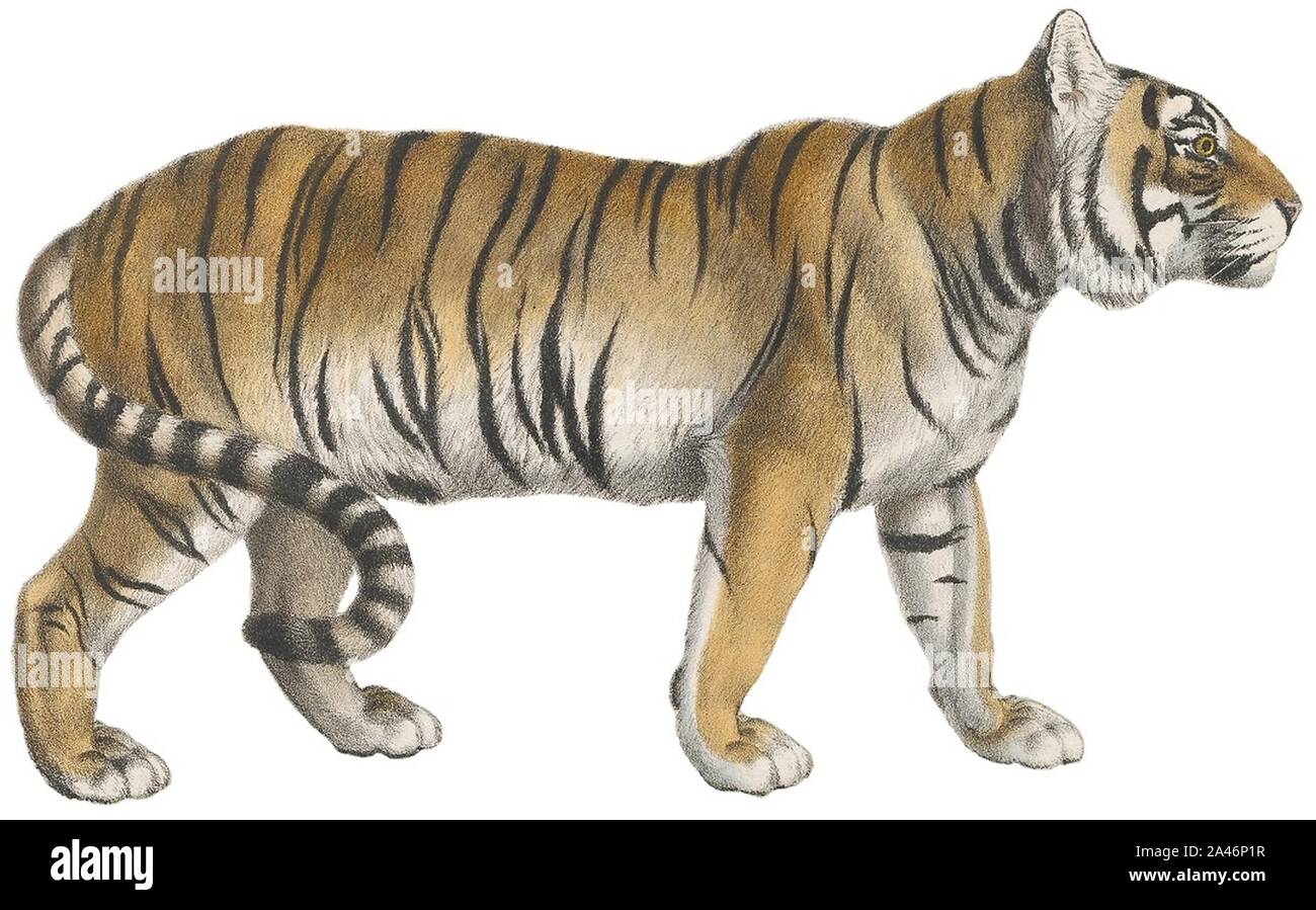 Felis tigris - 1818-1842 - Drucken - Iconographia Zoologica - (weißer Hintergrund). Stockfoto