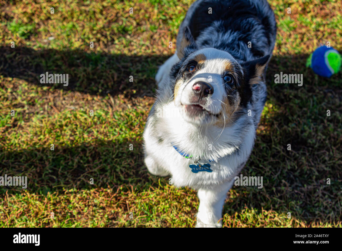 Ein Welsh Corgi steht auf Gras, wie es aussieht bis an seinen Meister, von denen einer der Schatten über sie. Der Hund steht neben einem Tennisball, und ist auf der Suche Stockfoto