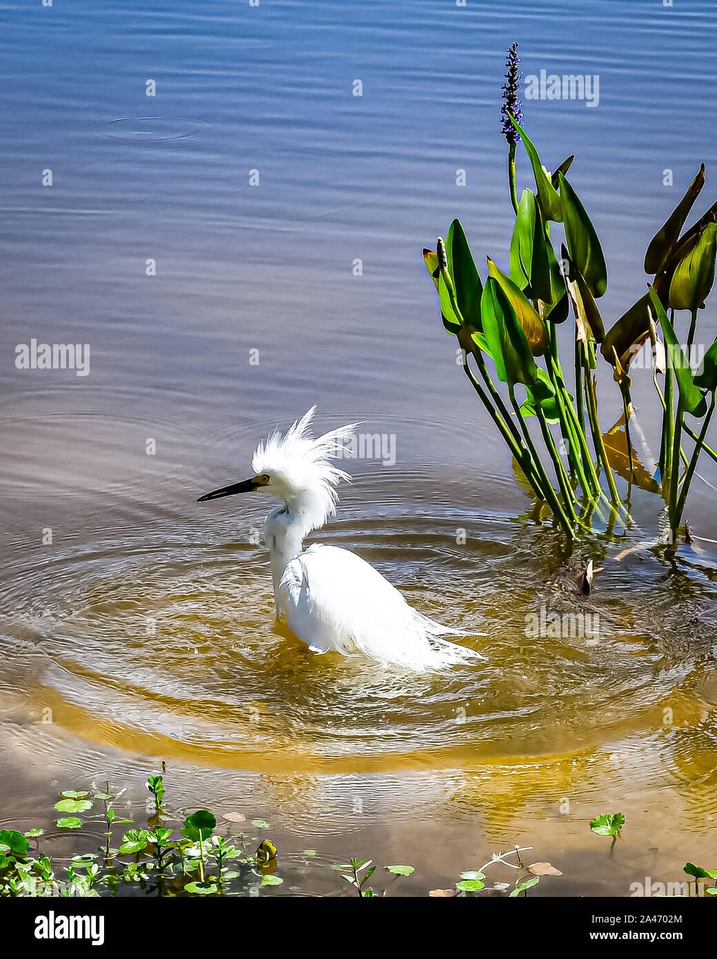 Snowy Egret in der Badewanne auf dem Teich Stockfoto