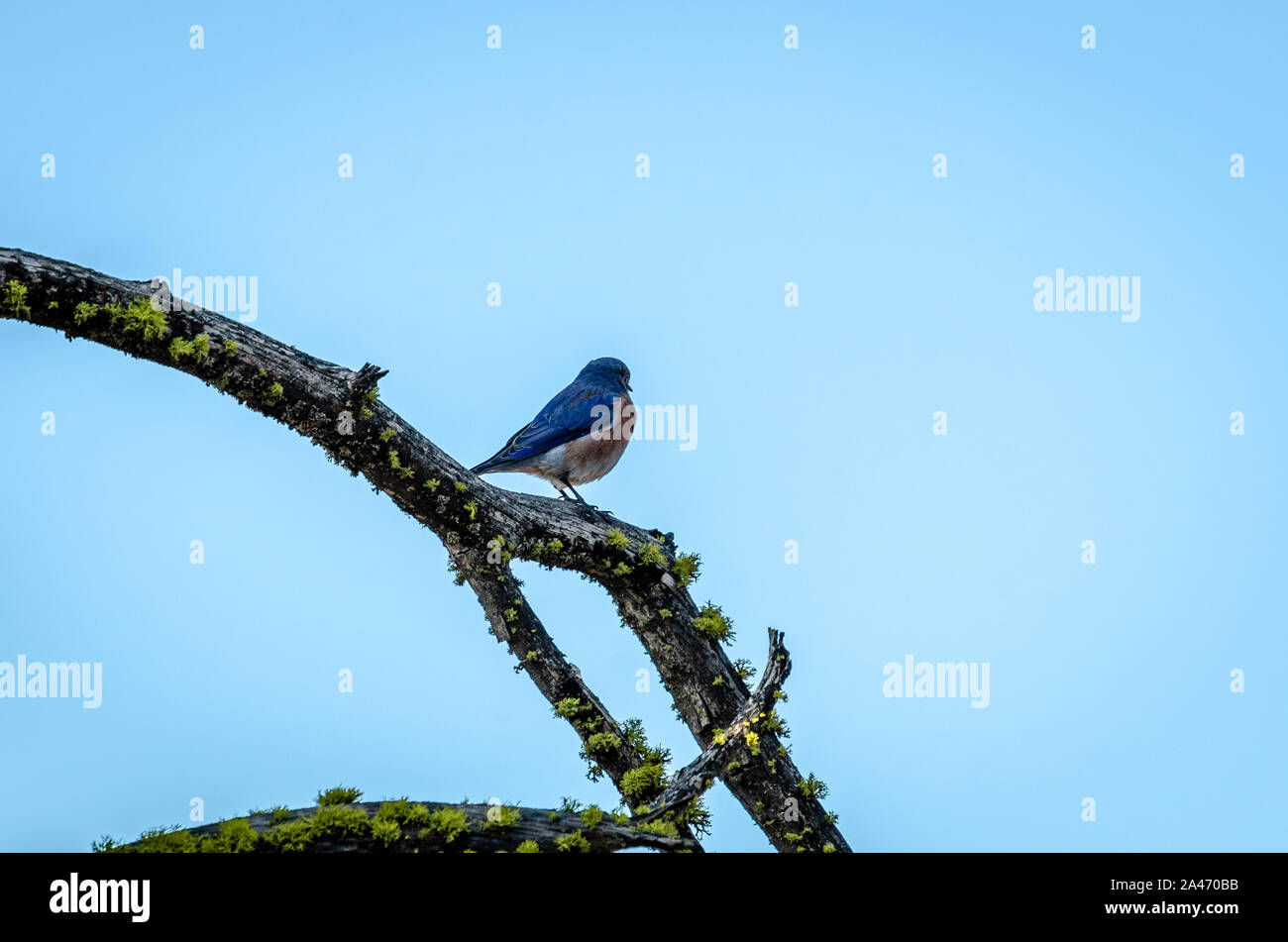 Western Bluebird an einer Extremität gehockt Stockfoto