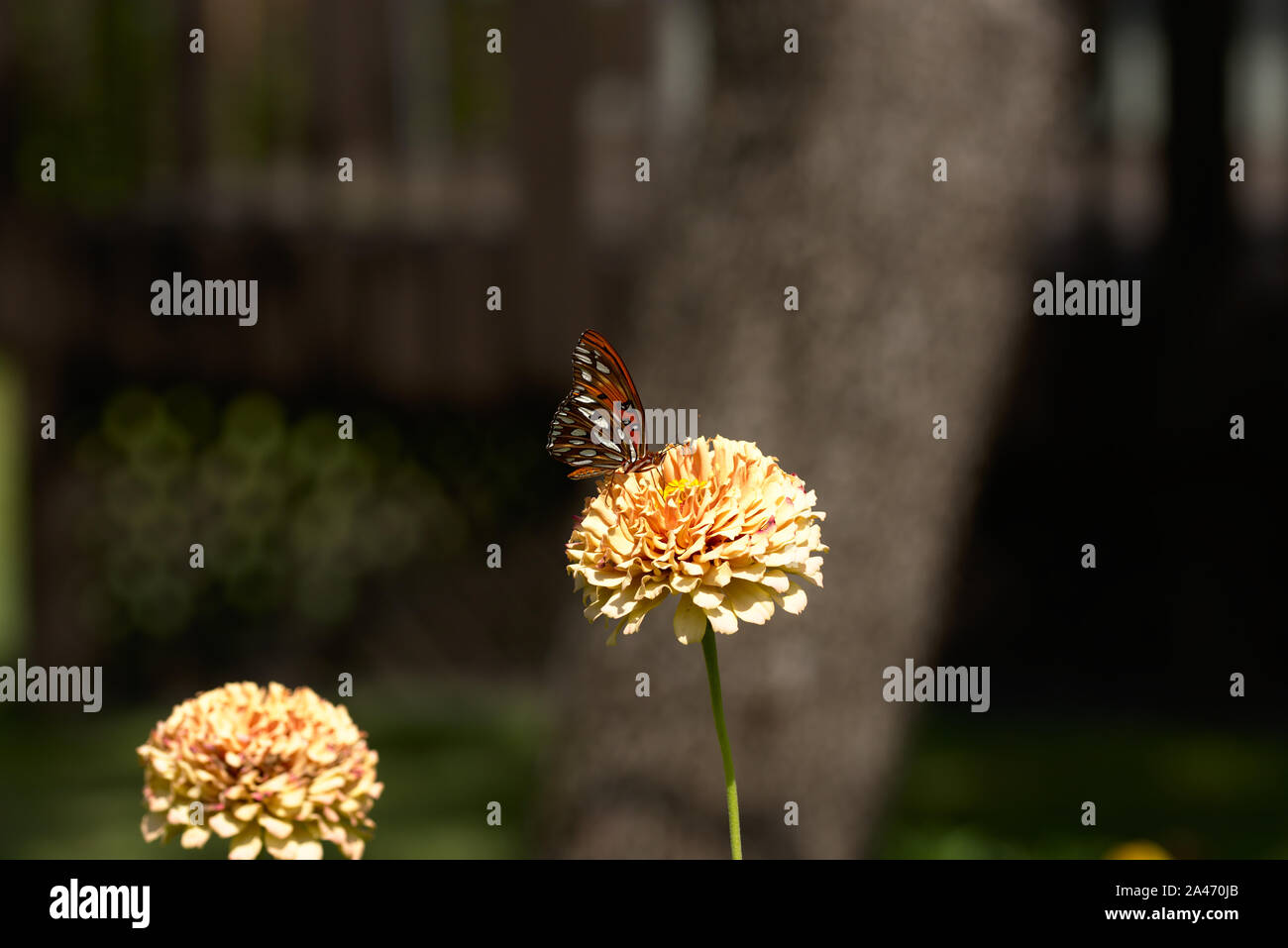 Schmetterling, Nektar von Blüten Stockfoto