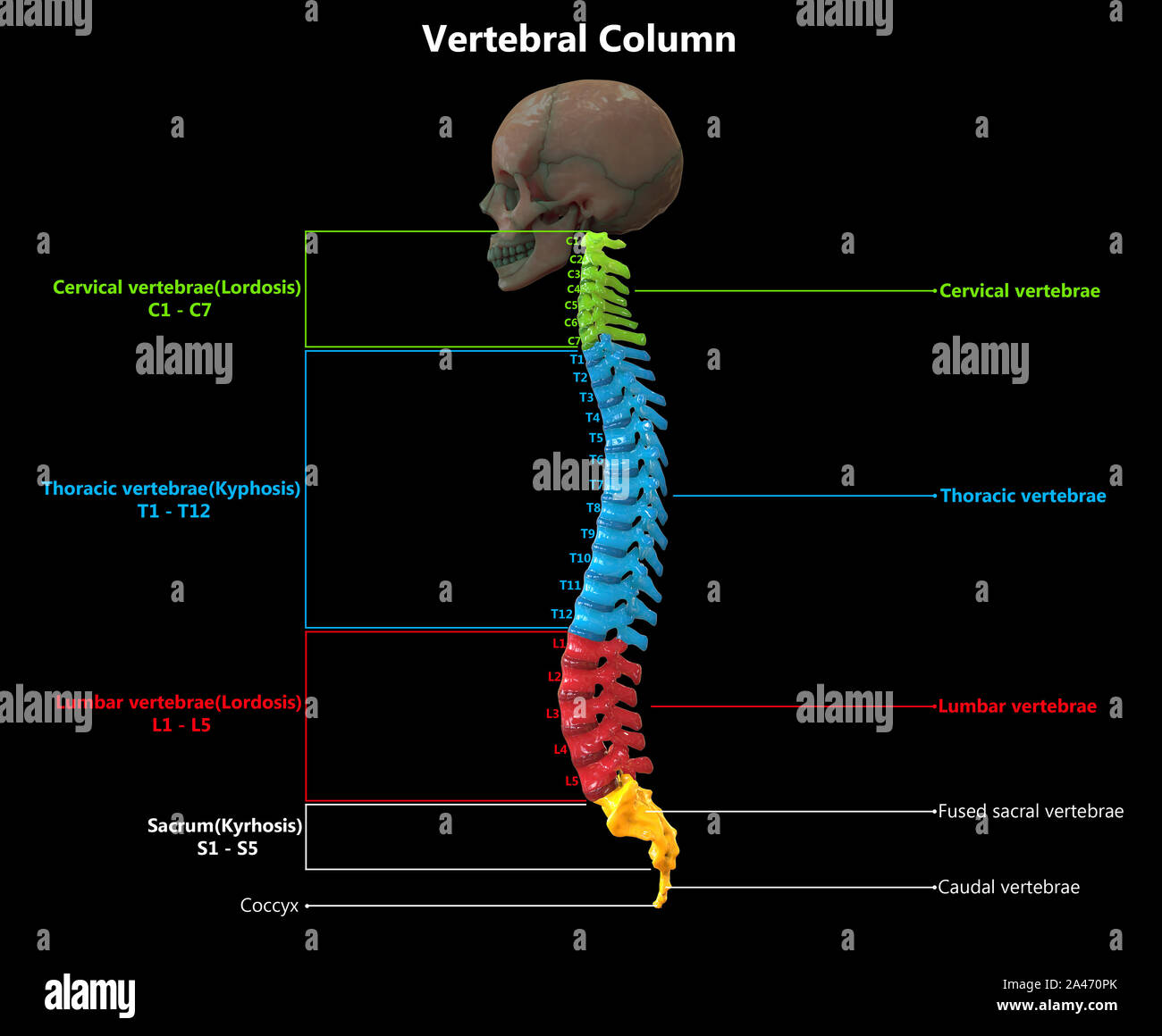 Die Wirbelsäule von menschlichen Skelett System Anatomie Stockfoto