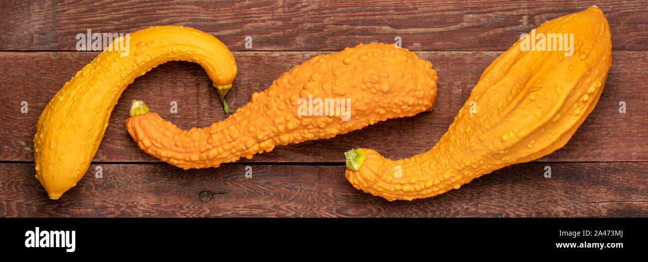 Zierpflanzen Kürbis über rustikale Scheune verwittertes Holz - Herbstferien oder Harvest Konzept, lange Banner Stockfoto