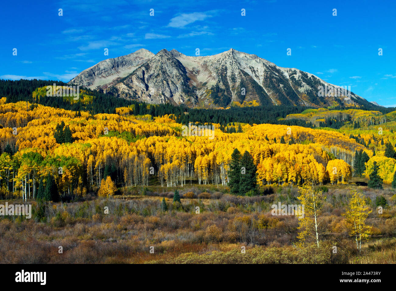 Bunte Herbstfarben auf Kebler Pass in der Nähe von Crested Butte, Colorado Stockfoto