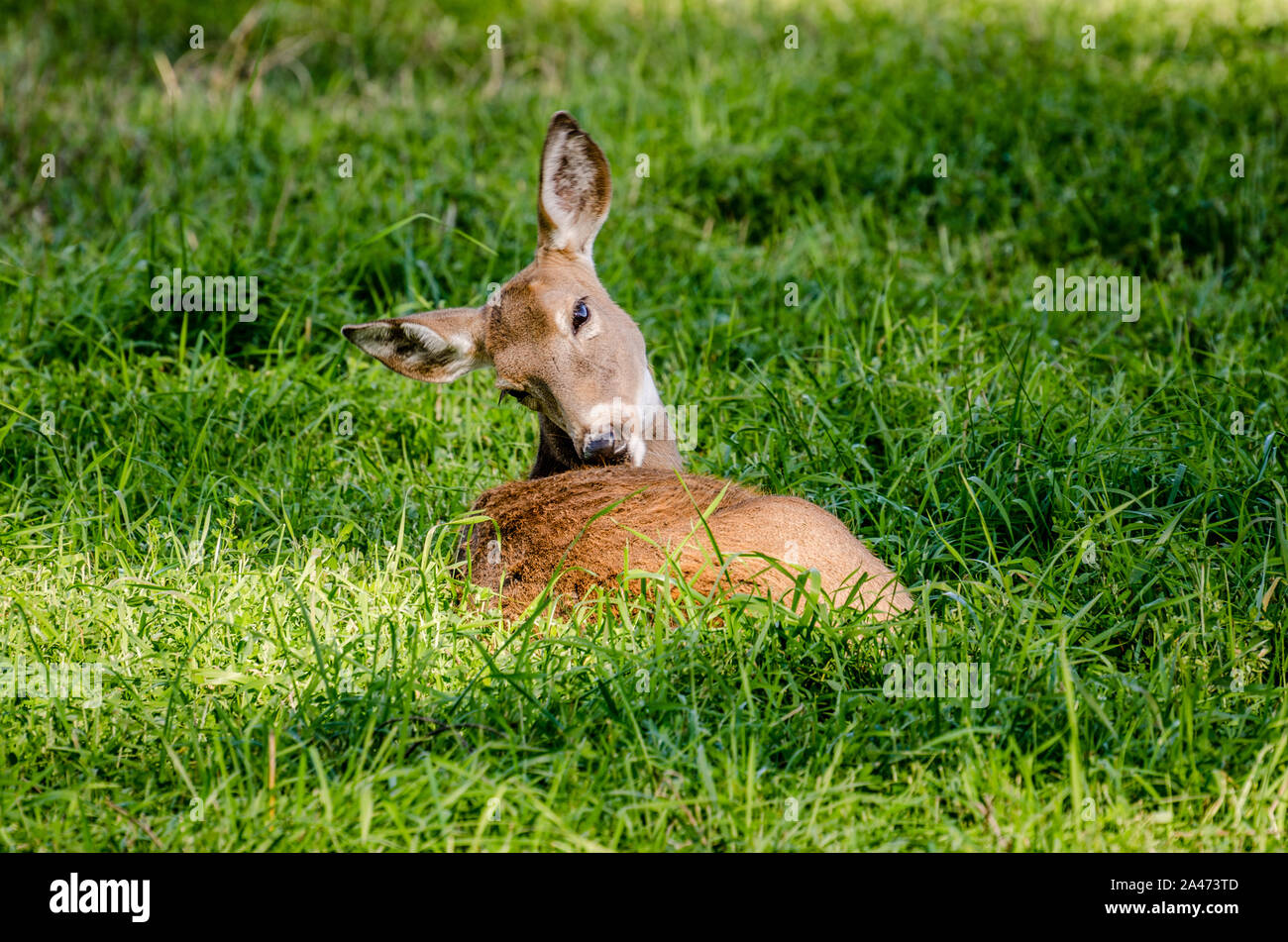 Whitetail Doe In der Colville National Forest. Stockfoto
