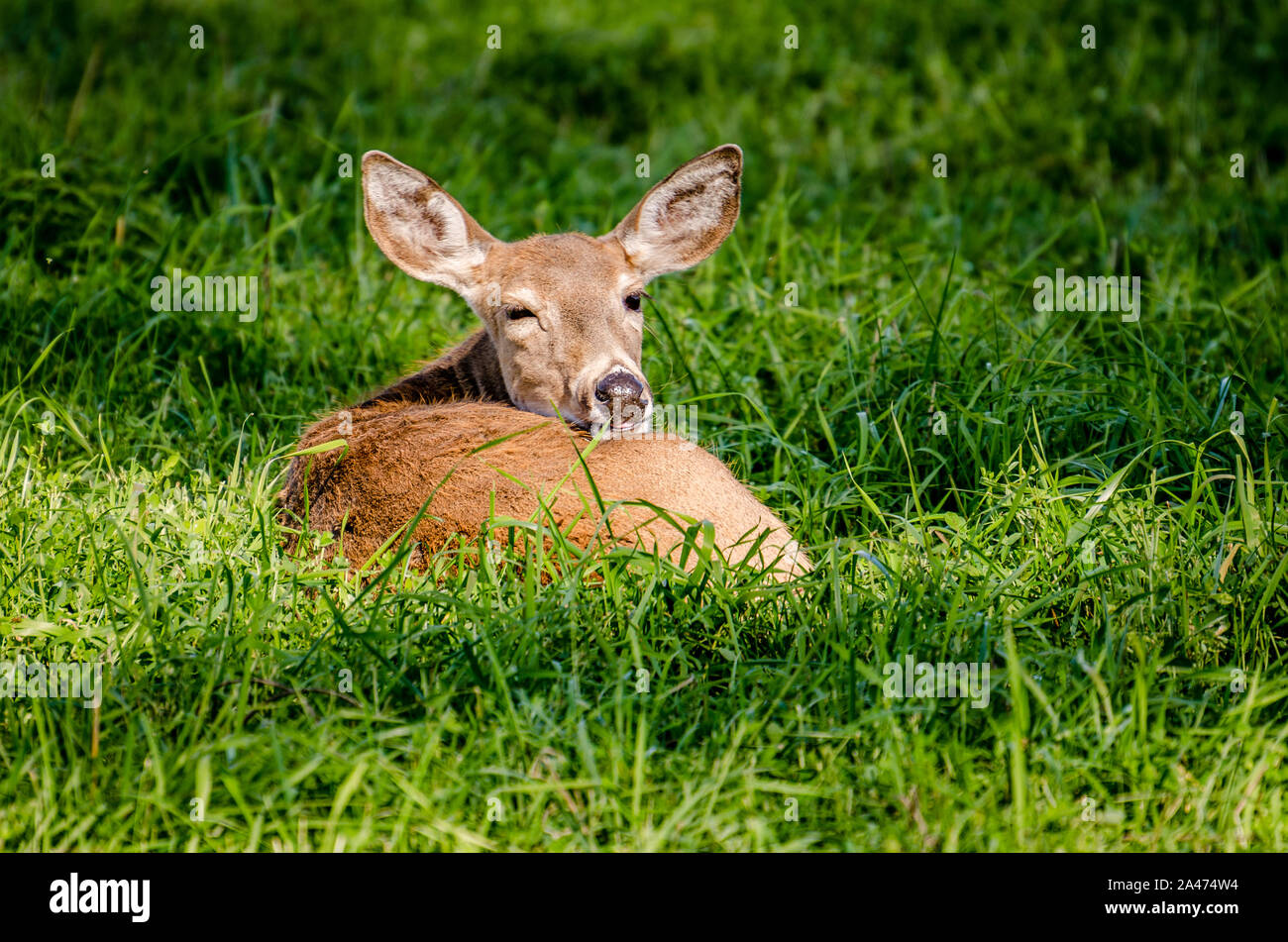 Whitetail Doe In der Colville National Forest. Stockfoto