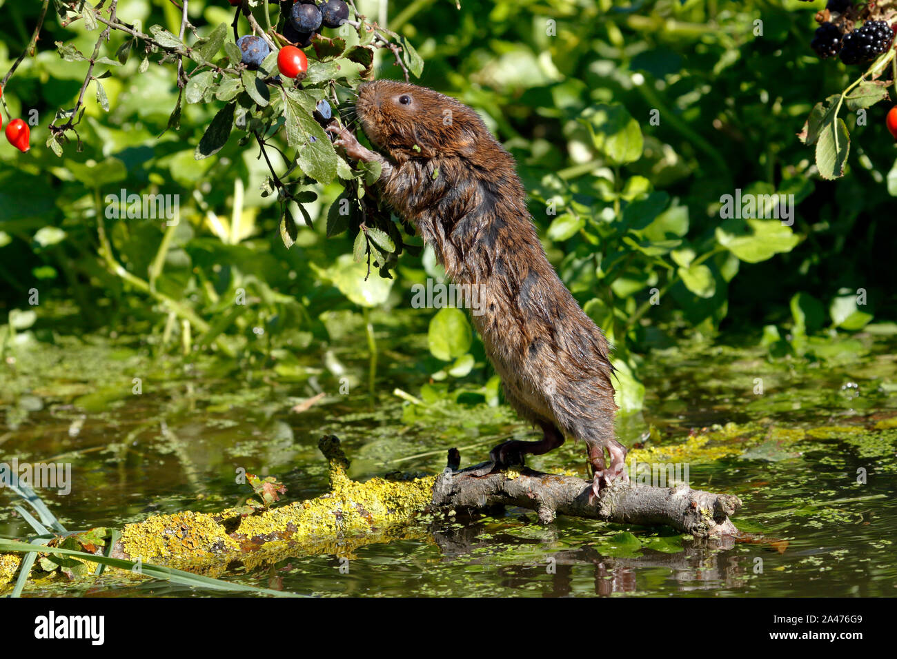 European Water vole oder Northern Water vole, Arvicola amphibius Stockfoto