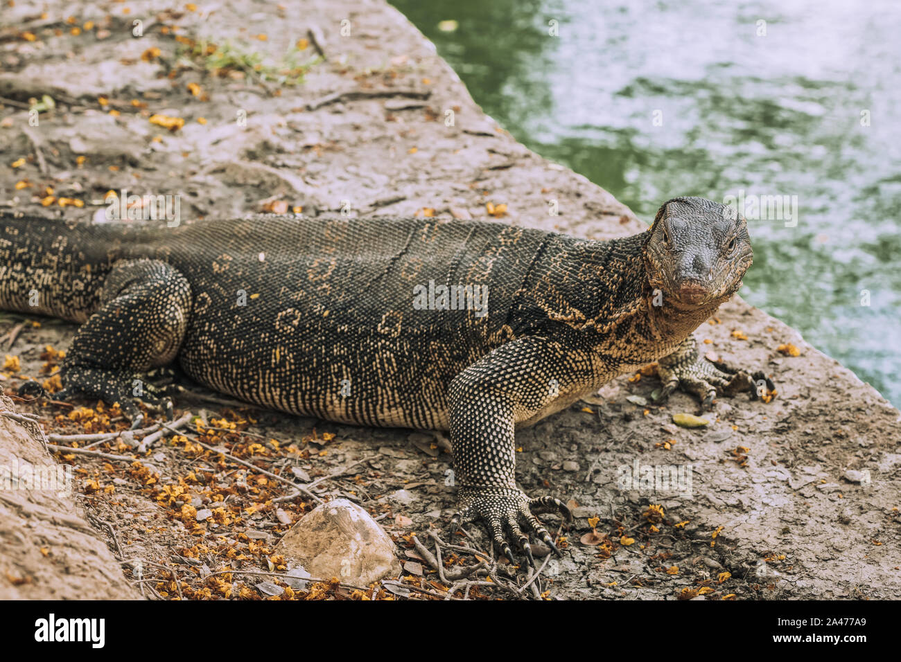 Waran oder Varanus Salvator im Lumpini Park in der Innenstadt von Bangkok. Stockfoto