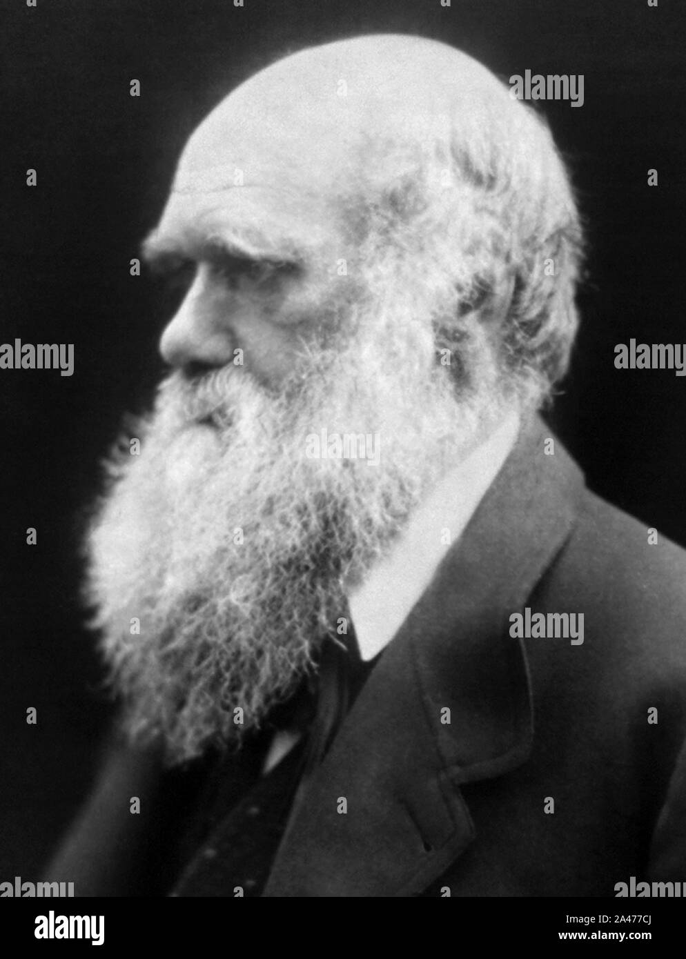 Vintage Portraitfoto von englischen Naturforscher, Geologe und Biologe Charles Darwin (1809 - 1882), dessen berühmte Werke auf evolutionäre Theorie" Über die Entstehung der Arten" 1859 und "Die Abstammung des Menschen" im Jahre 1871. Foto um 1870 von Julia Margaret Cameron. Stockfoto