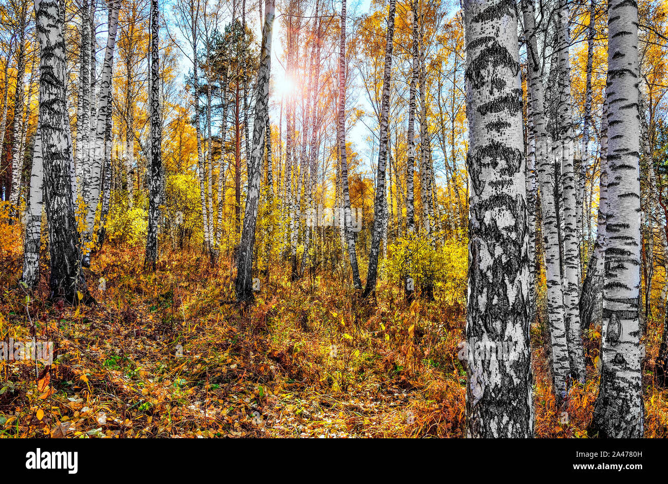 Goldene Herbst Landschaft im Birch Grove. Gelb und Orange gefärbten Blätter der Birken mit hellen, weißen Trunks an Sonnenlicht. Schönen farben von herbst Stockfoto