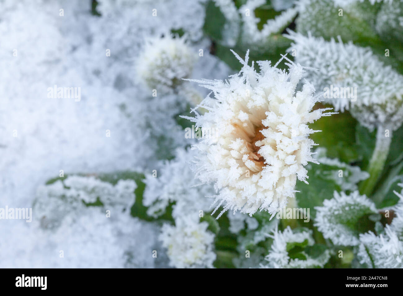 Daisy Flower im Winter Schnee und Eis eingefroren Stockfoto