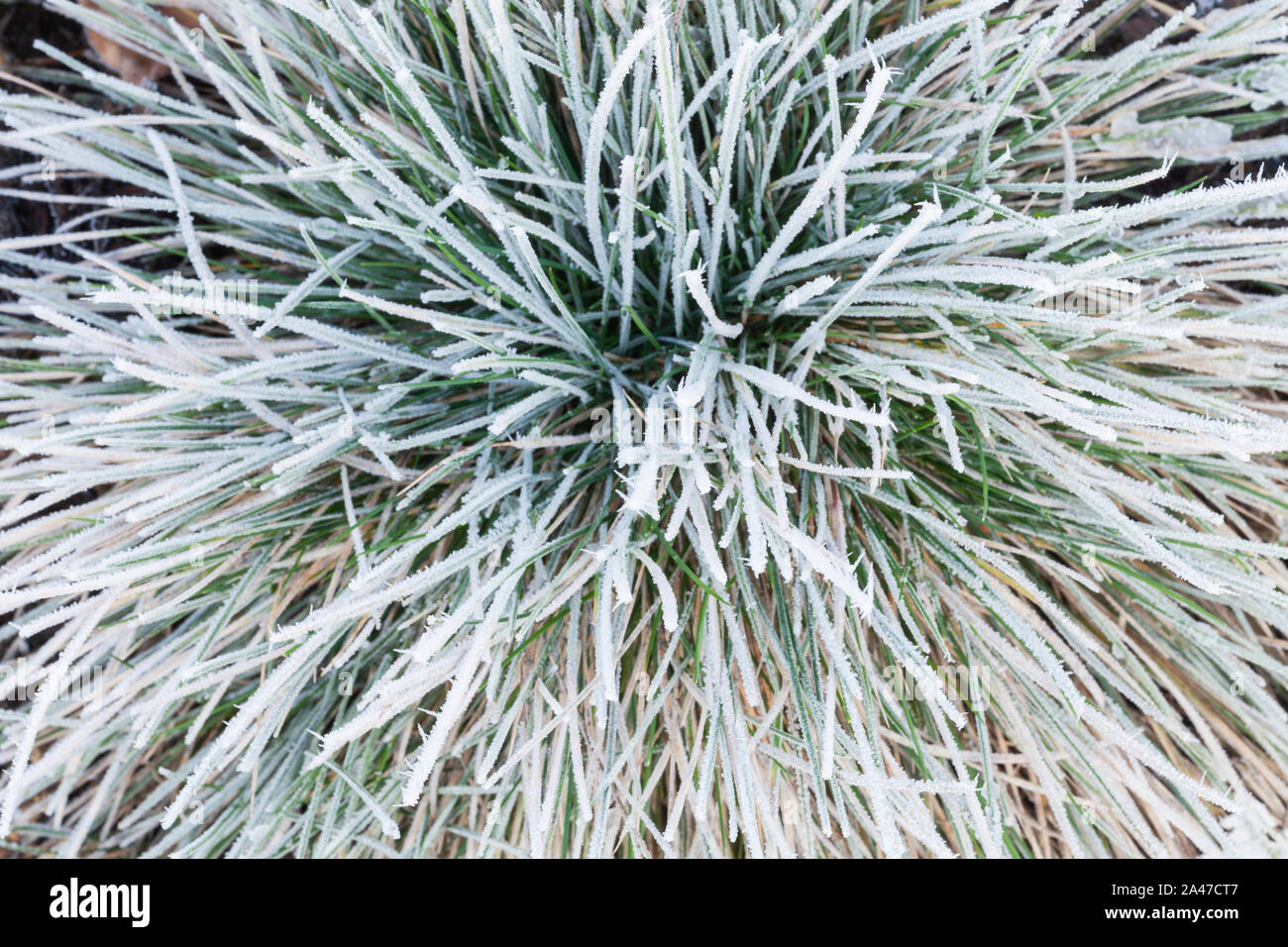 Gefrorenes gras Pflanze im Winter schließen oben mit Frost und Eis Stiele abgedeckt Stockfoto