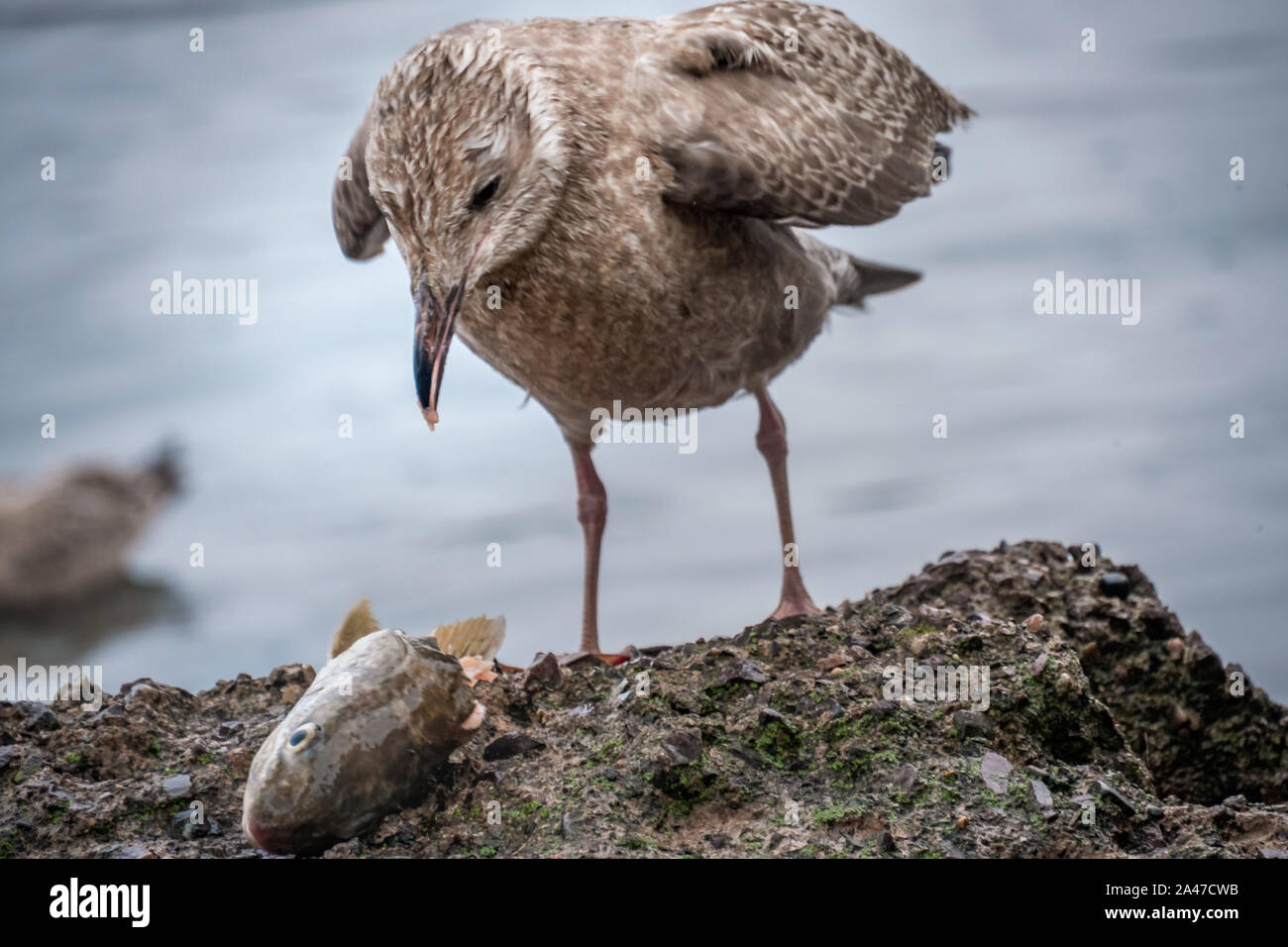 Möwe, die einen Fischkopf angreift, um Nahrung zu erhalten Stockfoto