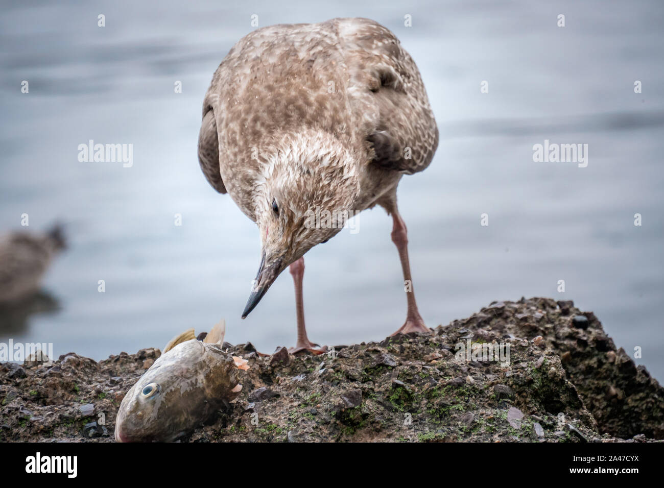 Möwe, die einen Fischkopf angreift, um Nahrung zu erhalten Stockfoto