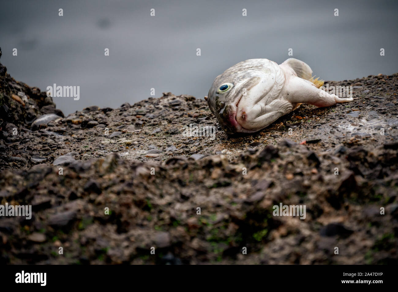 Toter Fisch Kopf links am Strand Stockfoto