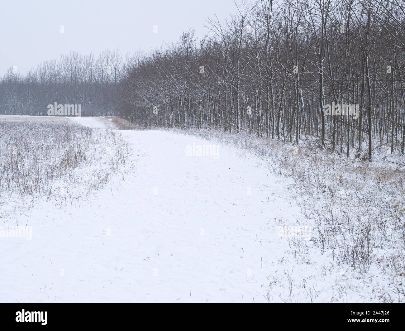 Verschneite Winterlandschaft mit Akazien Wald und Feldweg Stockfoto