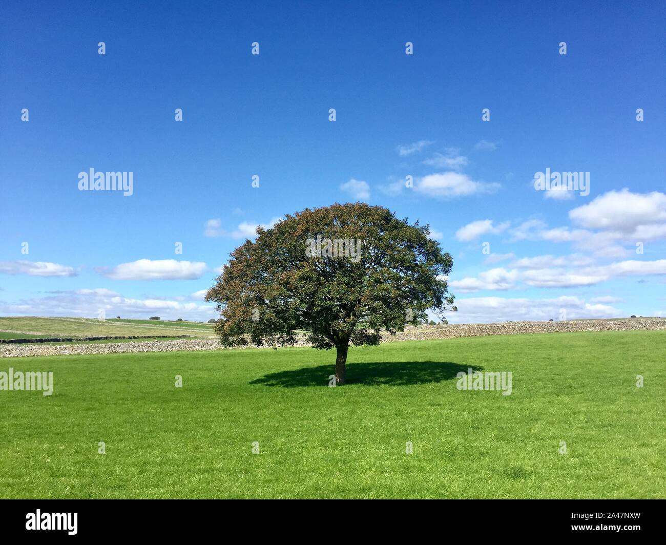 Ein einsamer Baum stehend in einer schönen, grünen Gras Feld in der englischen Landschaft mit einem strahlend blauen Himmel über und Platz kopieren Stockfoto
