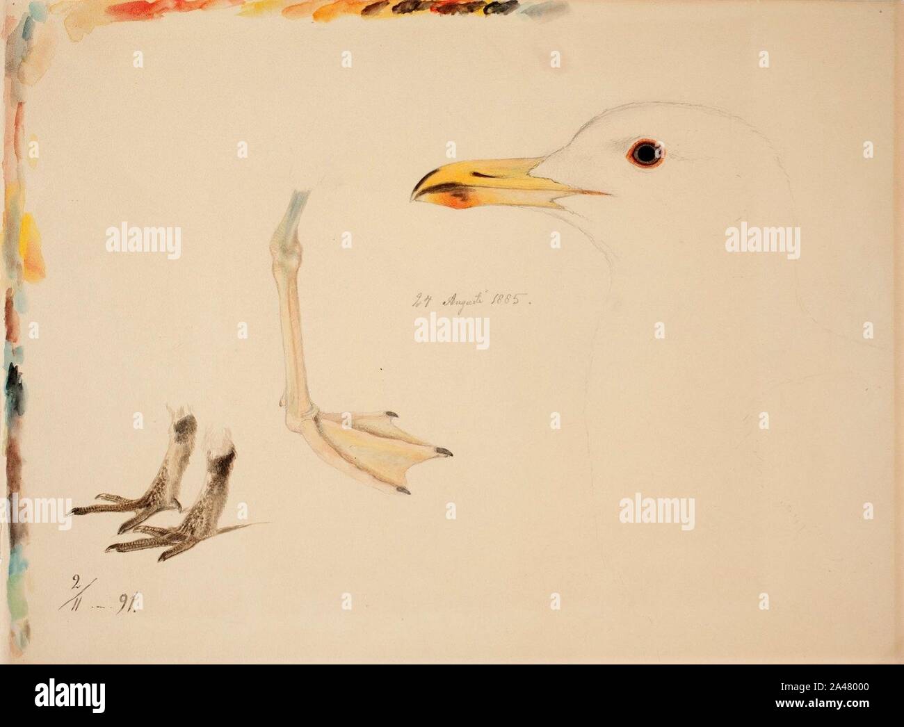 Ferdinand von Wright - Drei Vogel Beine und Sturmmöwe Stockfoto