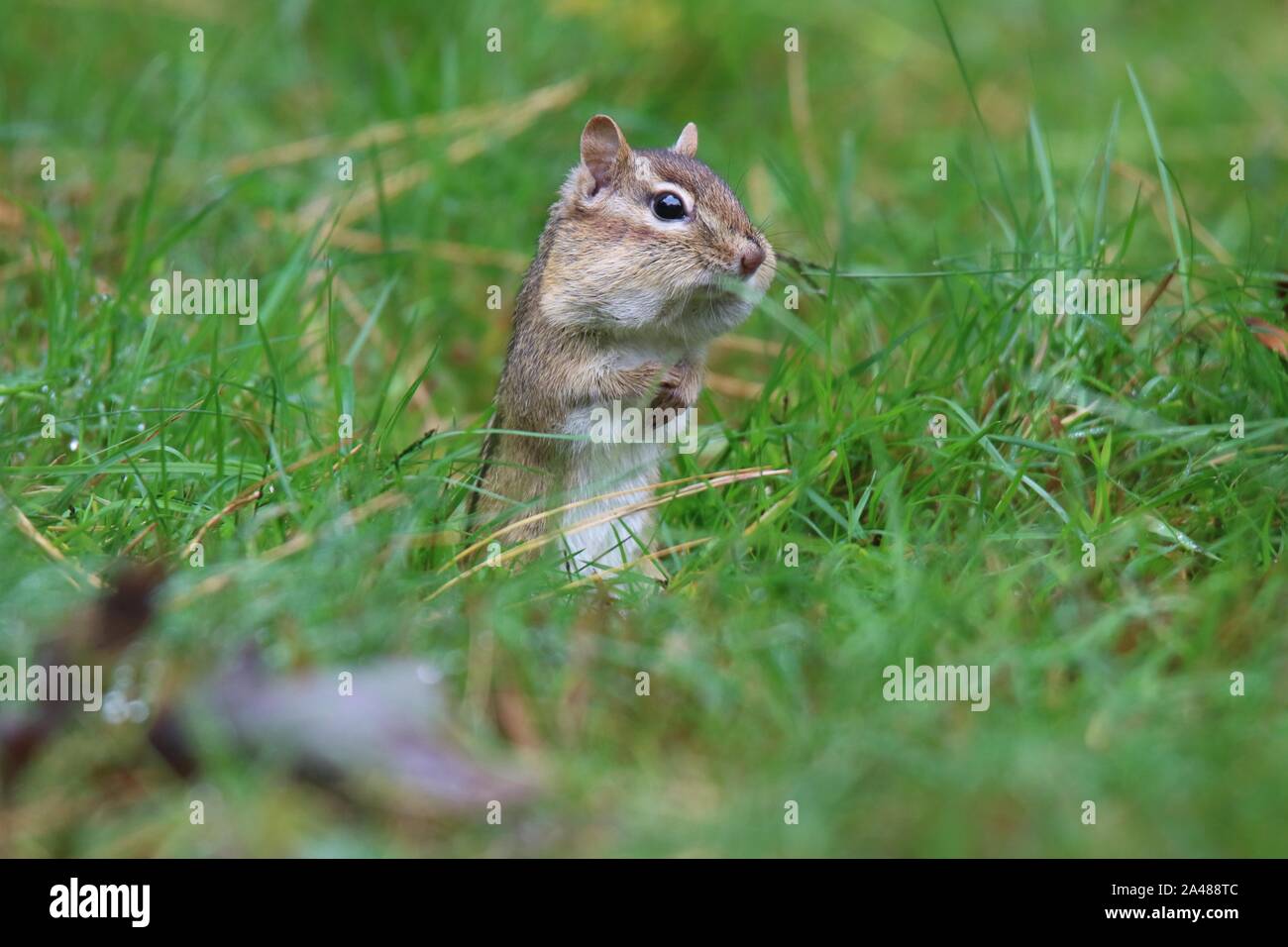 Ein wenig Eastern Chipmunk suchen nach eicheln Weg für den Winter im Gras zu speichern im Herbst Stockfoto
