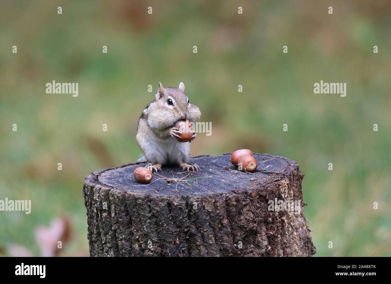 Ein wenig Eastern Chipmunk, Eicheln auf einem Baumstumpf im Herbst, die für den Winter gelagert werden Stockfoto