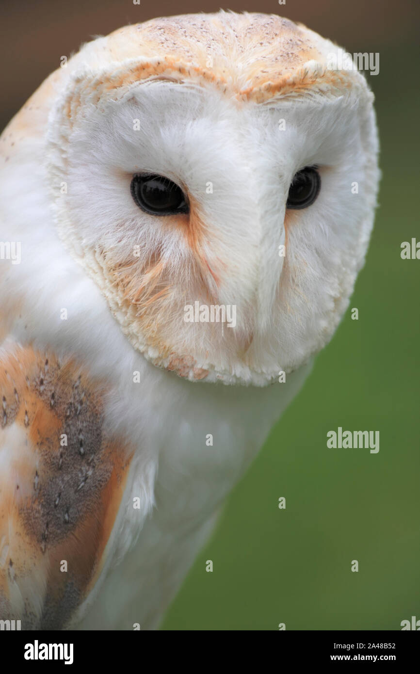 Schleiereule (Lat. Tyto alba) Stockfoto