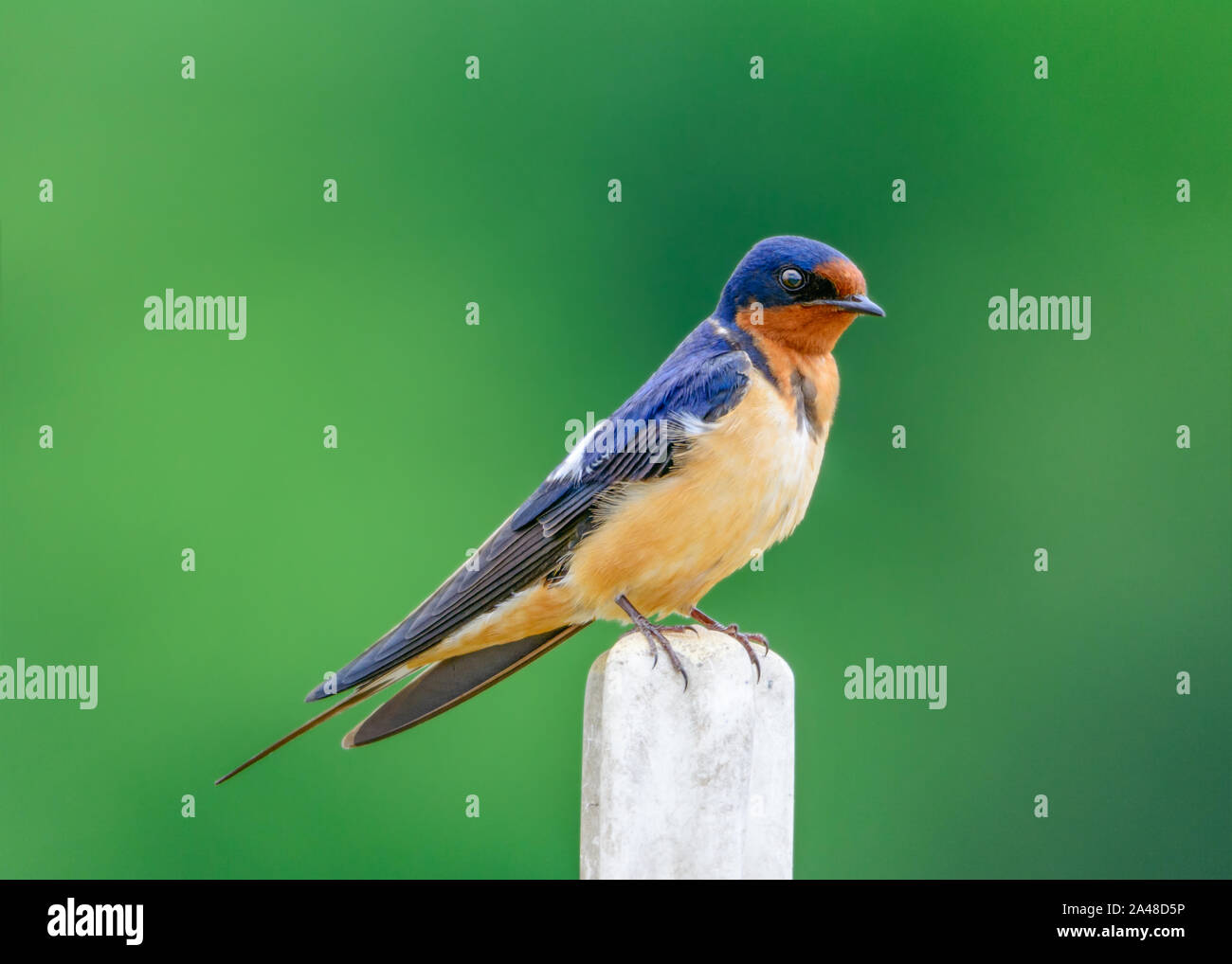 Amerikanische Rauchschwalbe - Hirundo rustica - auf einem Pfosten thront. Detaillierte Farben Stockfoto