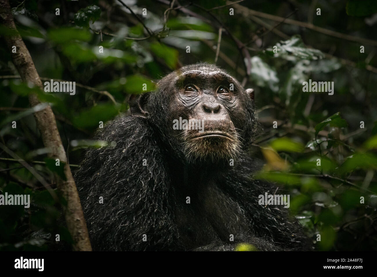 Wilde Schimpansen im Kibale forest in Uganda. Stockfoto