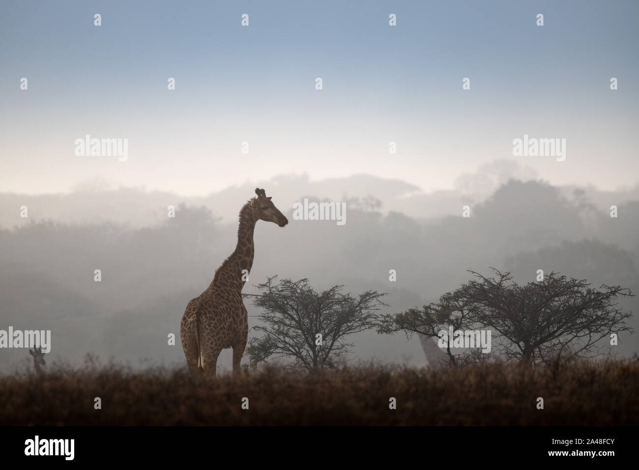 Südliche Giraffe auf einem nebligen Morgen in Südafrika. Stockfoto