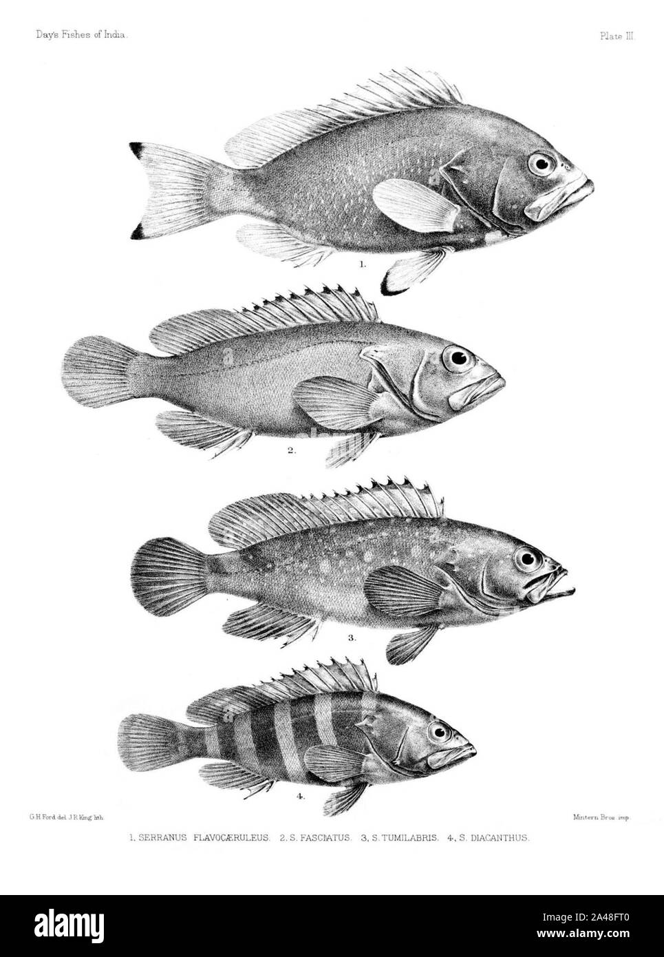 Fische von Indien. Atlas. Platte III. Stockfoto