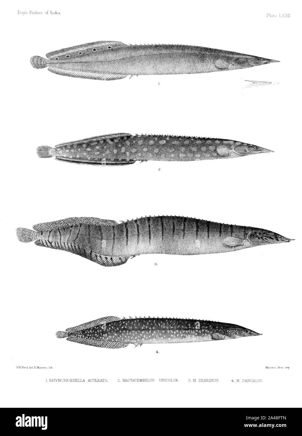 Fische von Indien. Atlas. Platte LXXII. Stockfoto