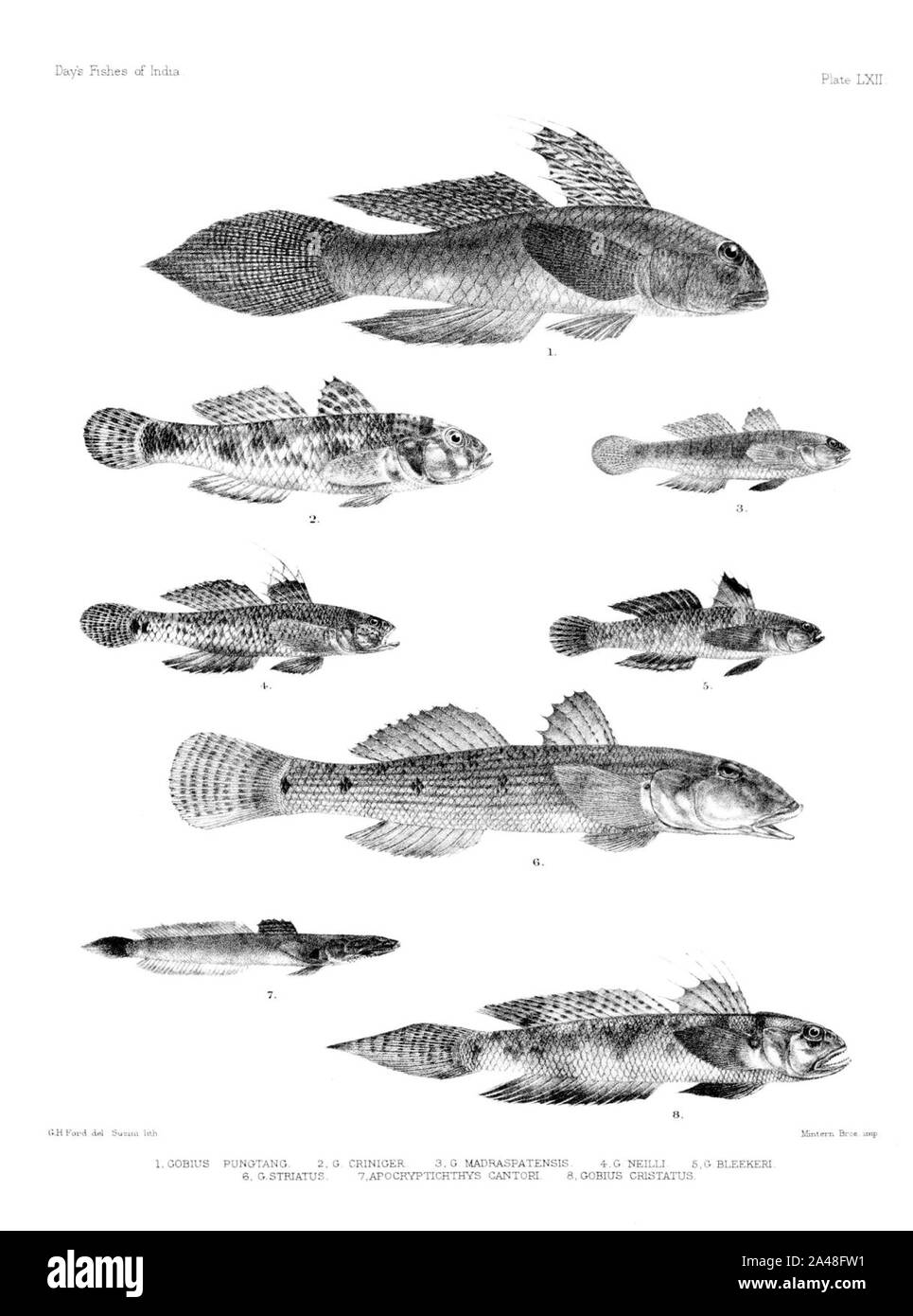 Fische von Indien. Atlas. Platte LXII. Stockfoto