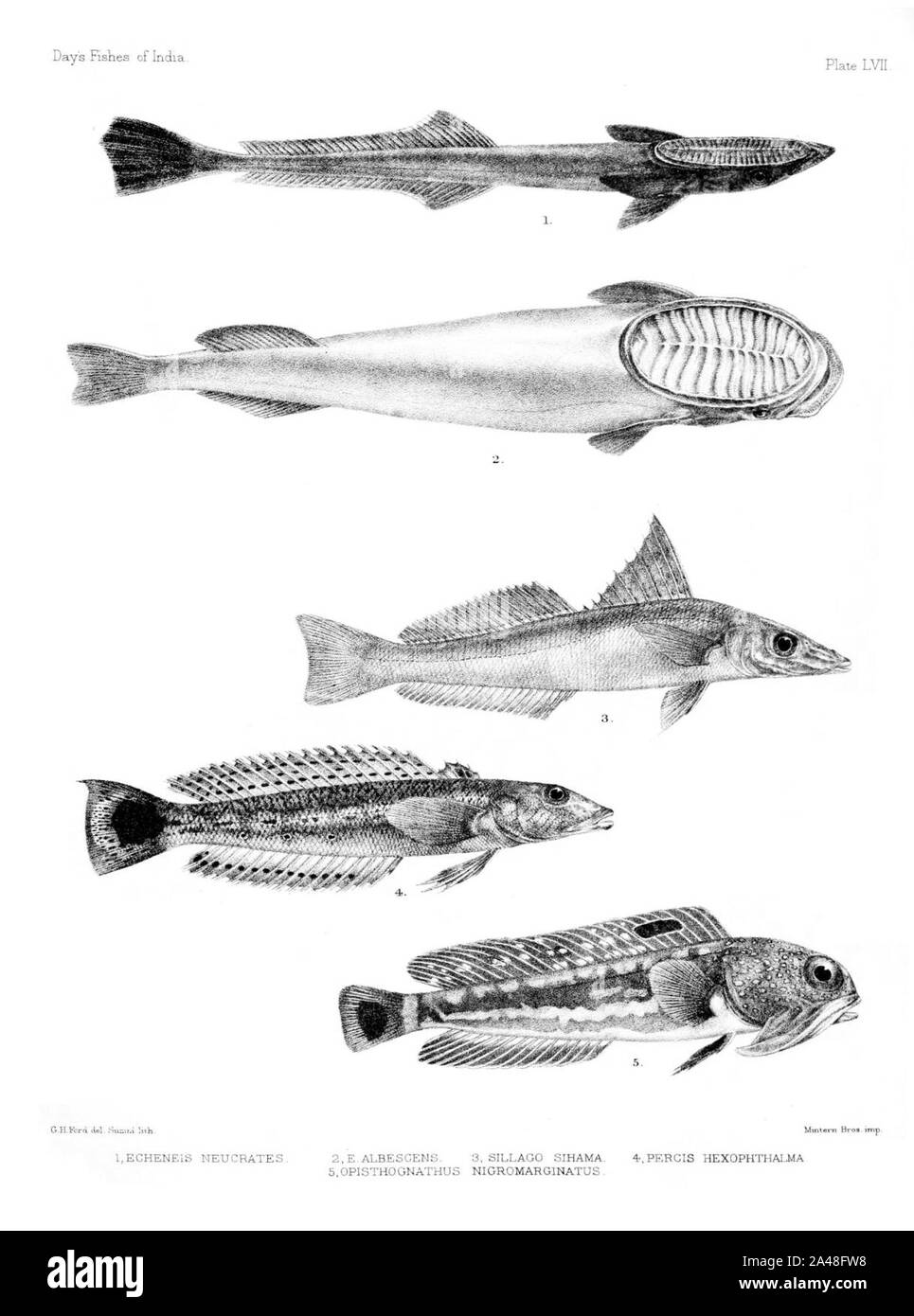 Fische von Indien. Atlas. Platte LVII. Stockfoto