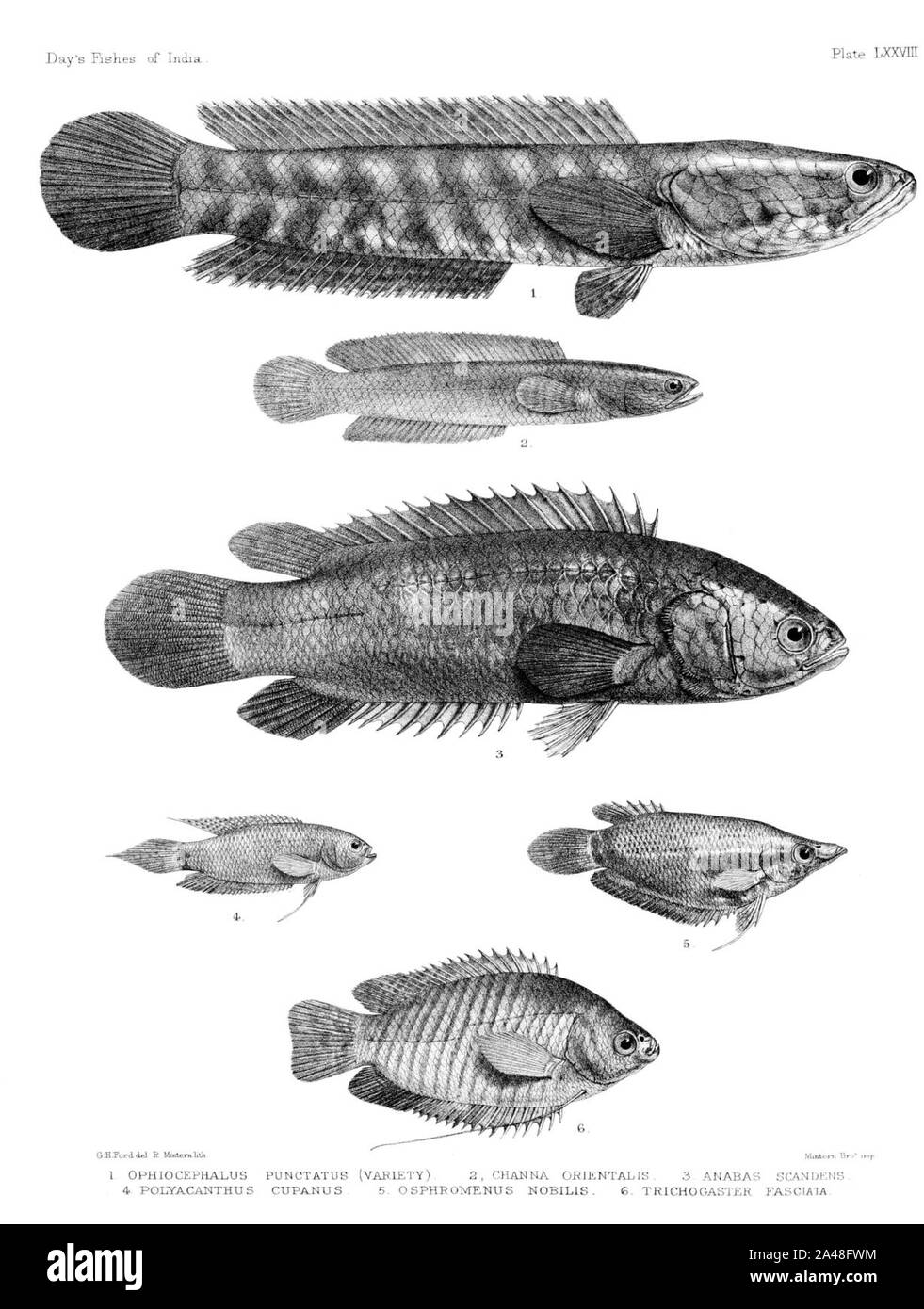Fische von Indien. Atlas. Platte LXXVIII. Stockfoto