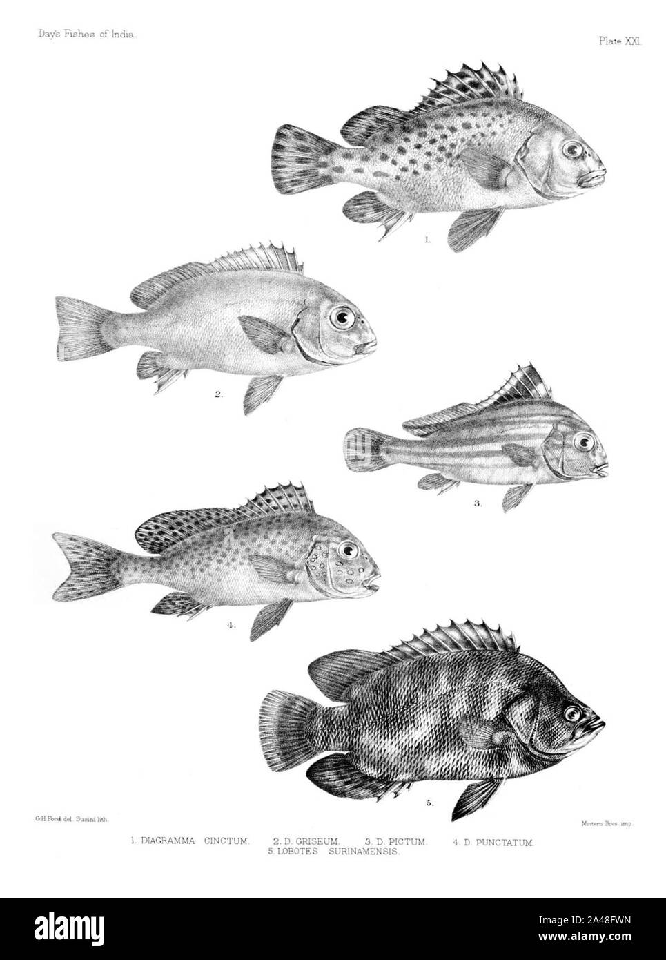 Fische von Indien. Atlas. Platte XXI. Stockfoto