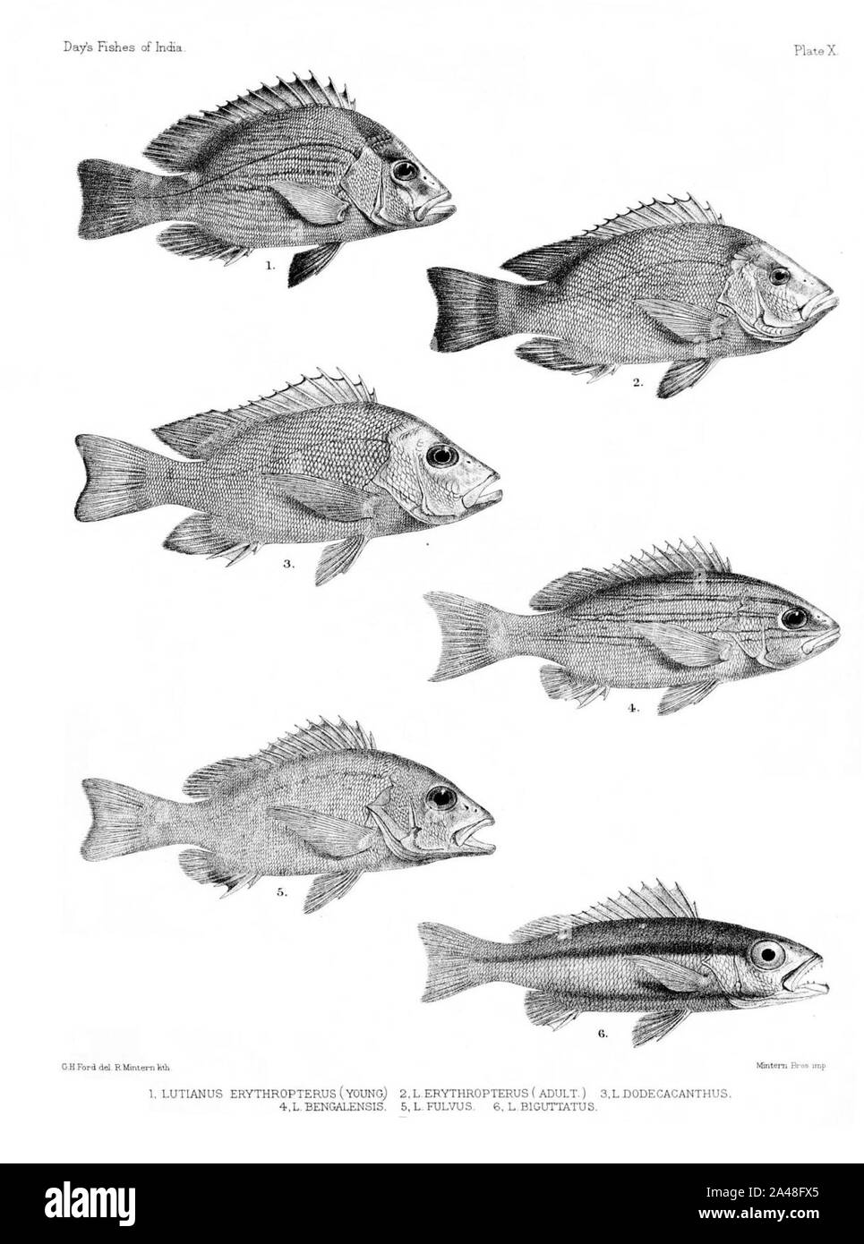 Fische von Indien. Atlas. Platte X. Stockfoto
