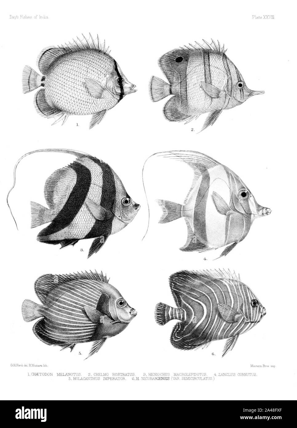Fische von Indien. Atlas. Platte XXVIII. Stockfoto