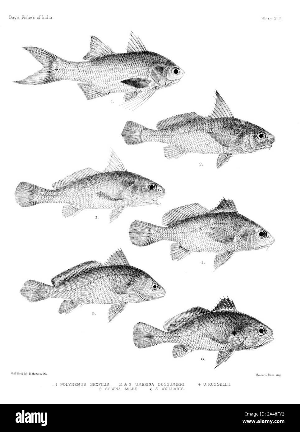 Fische von Indien. Atlas. Platte XLIII. Stockfoto