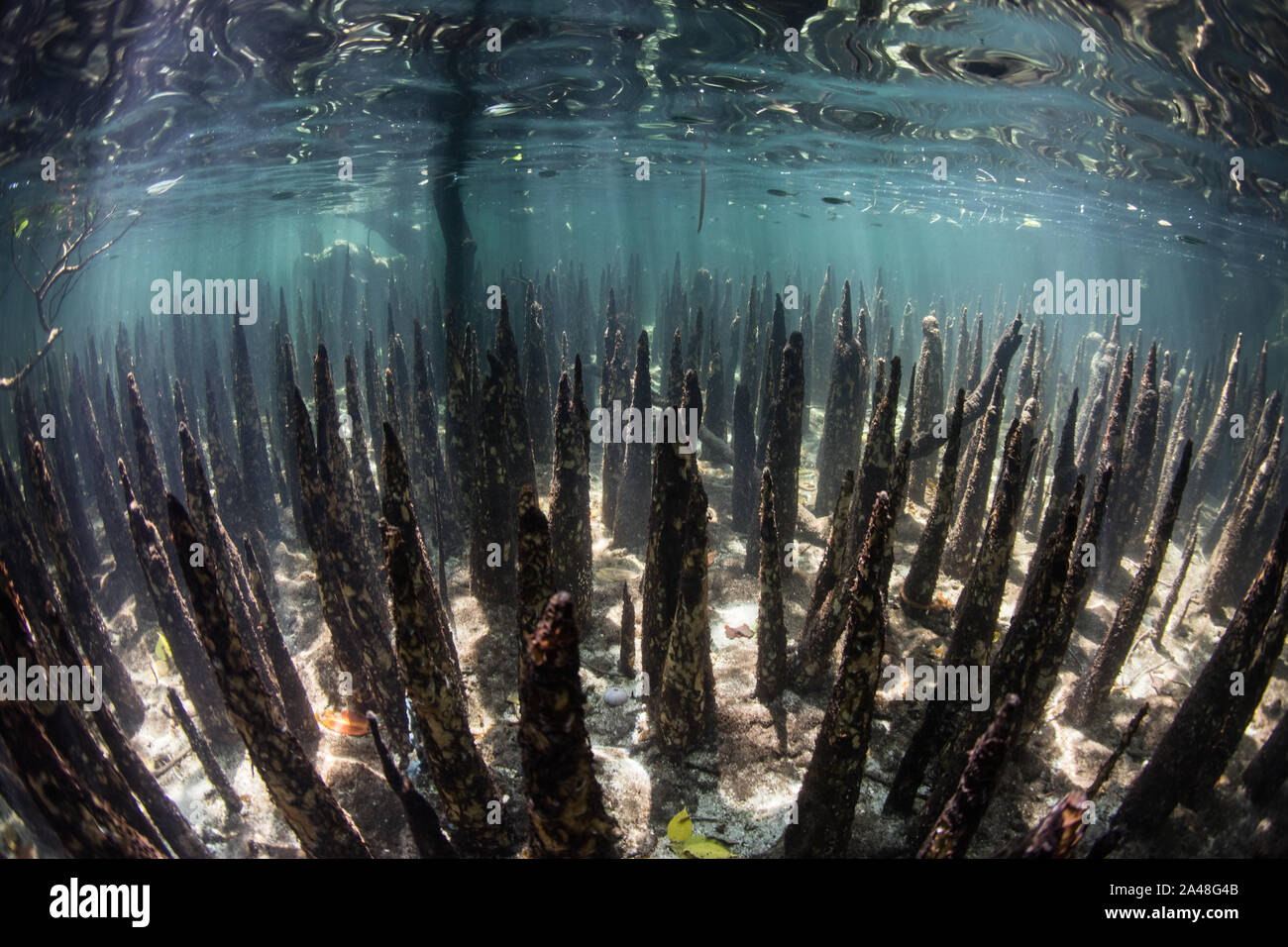 Spezialisierte Wurzeln, genannt pneumatophores, Aufstieg aus einem sandigen Meeresboden in der Nähe von einem Wald von schwarzen Mangroven in der Kleine Sunda Inseln von Indonesien. Stockfoto