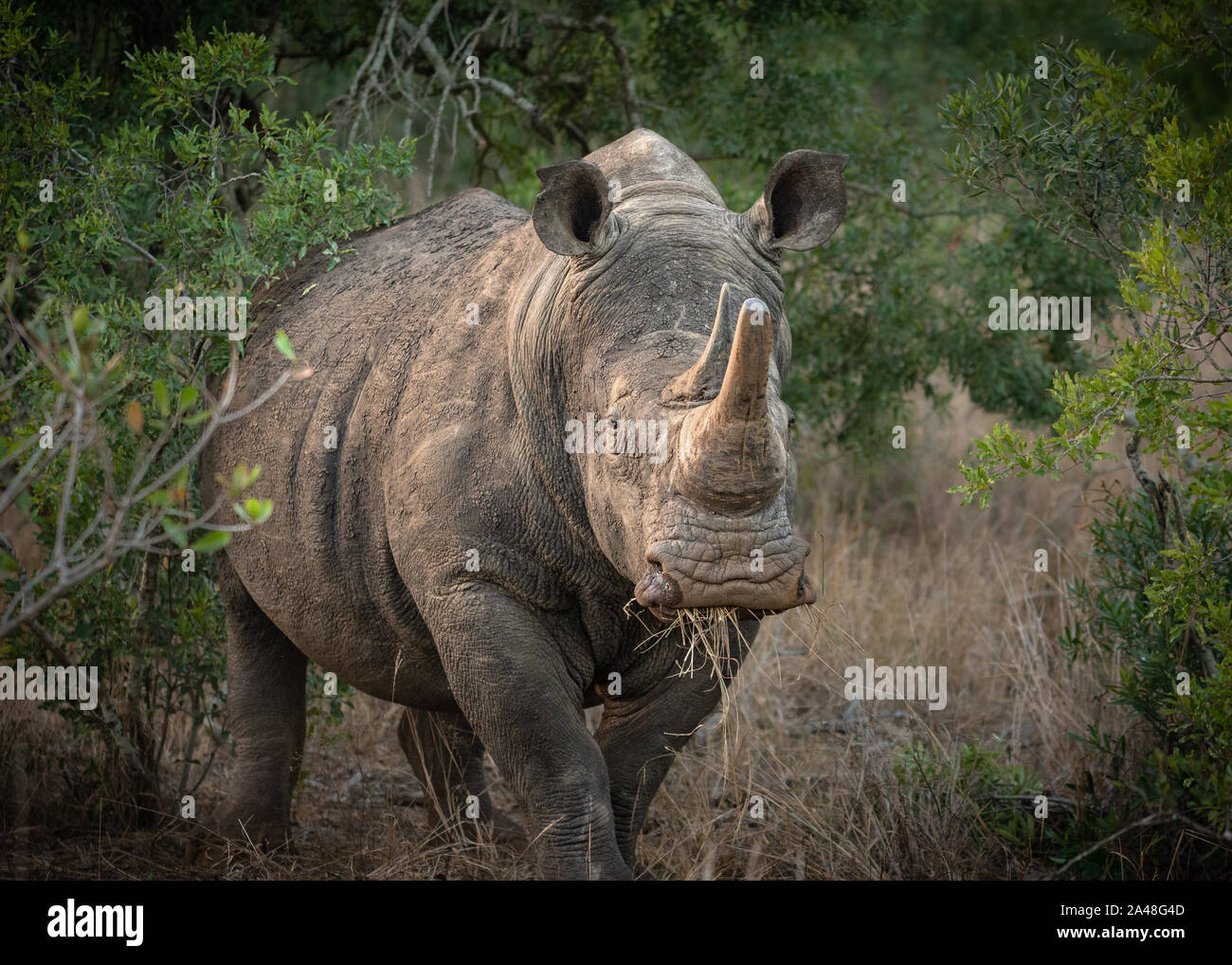 White Rhino in Südafrika Stockfoto