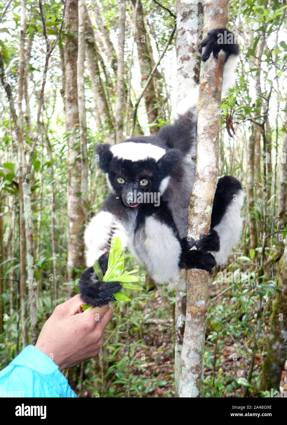 Wild (Indri Indri Indri Lemuren) Blätter von's guide Hand, Parc Mitsinjo, Andasibe, Madagaskar. Keine MR Stockfoto