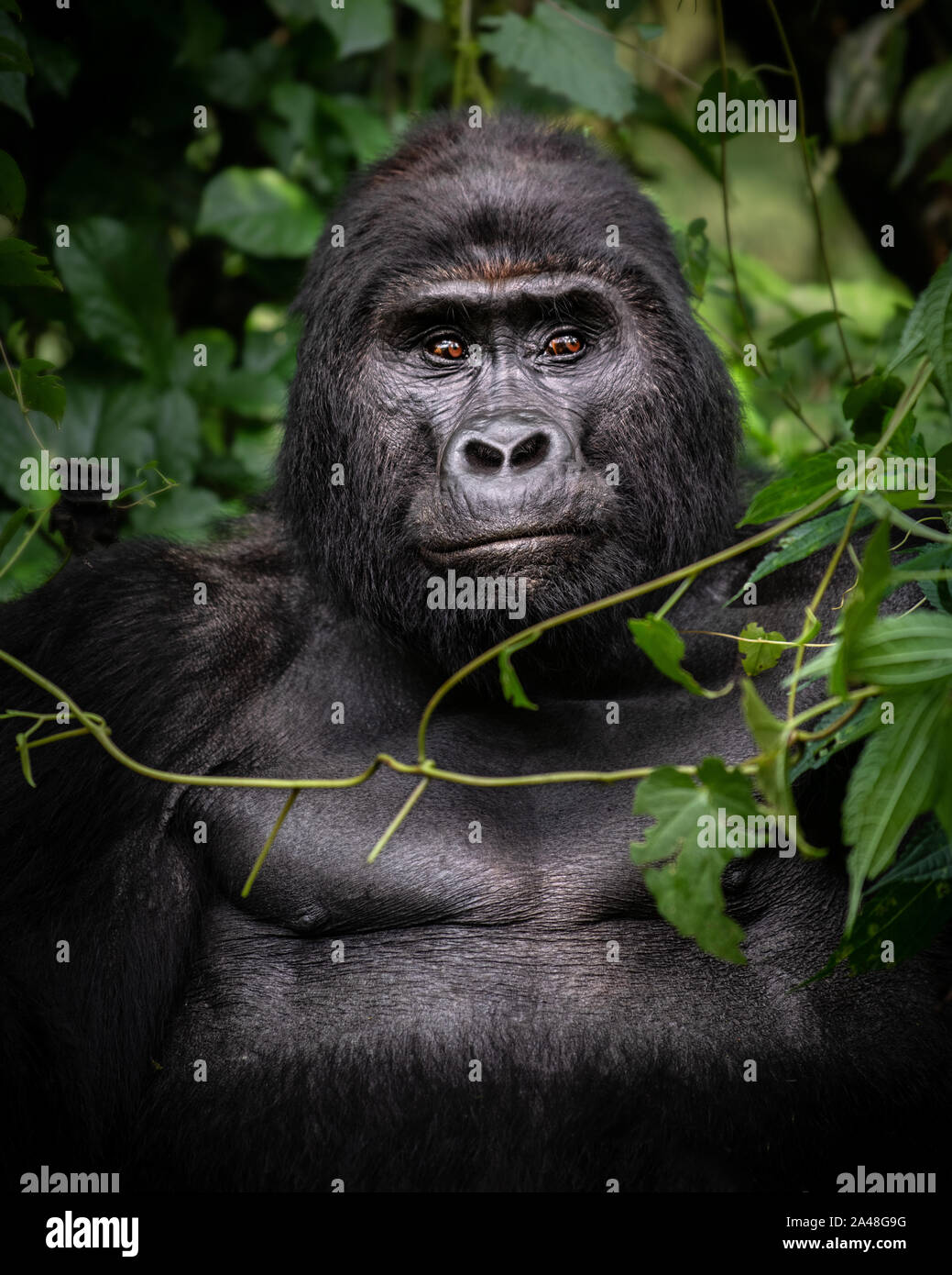 Wild Mountain Gorillas im Bwindi Impenetrable Forest von Uganda. Stockfoto