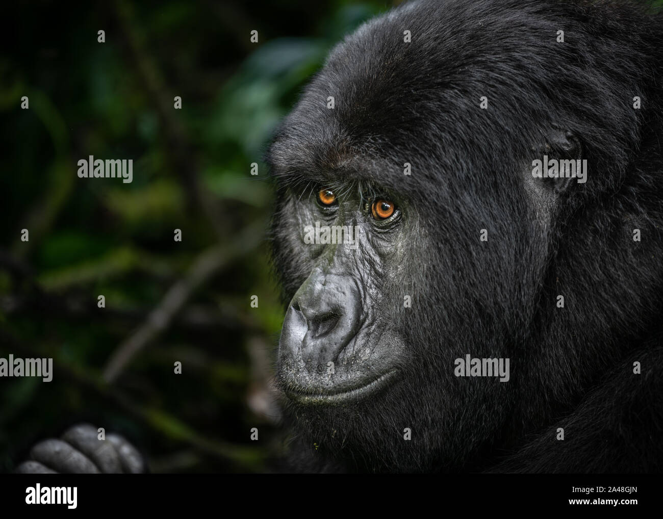 Wild Mountain Gorillas im Bwindi Impenetrable Forest von Uganda. Stockfoto