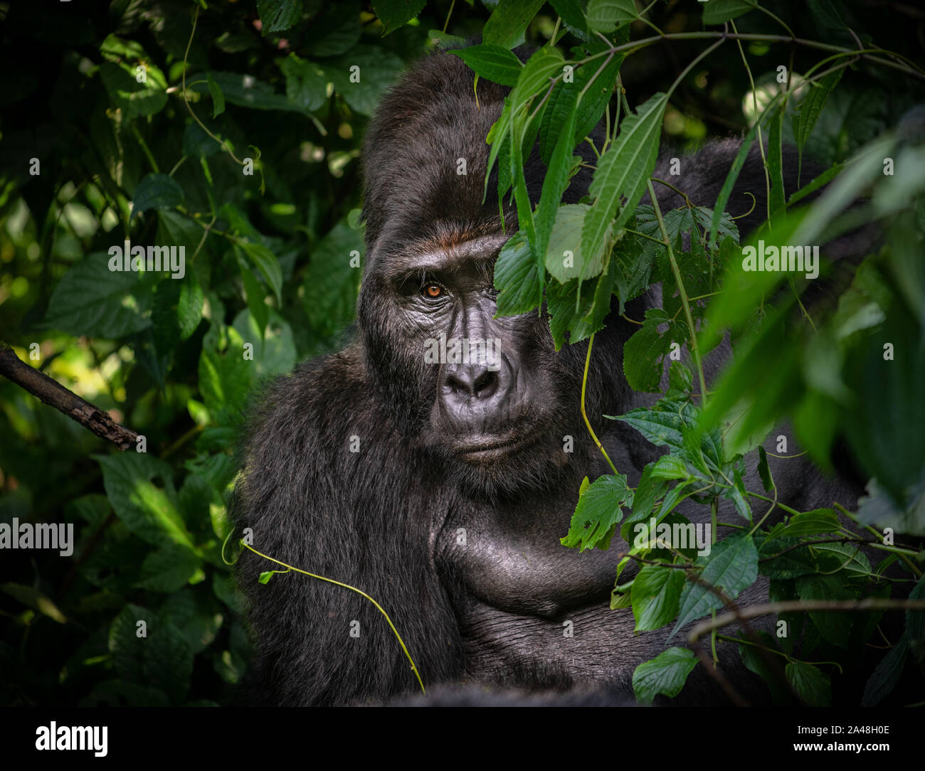 Wild Mountain Gorillas im Bwindi Impenetrable Forest von Uganda. Stockfoto