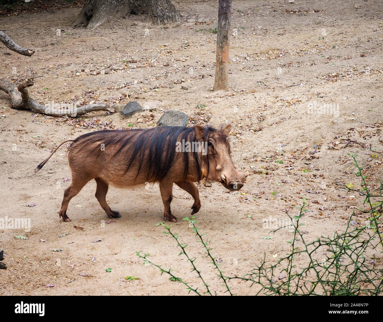 Eine große Warzenschwein entlang schlendert lässig zurück mit Blick auf den Betrachter. Stockfoto