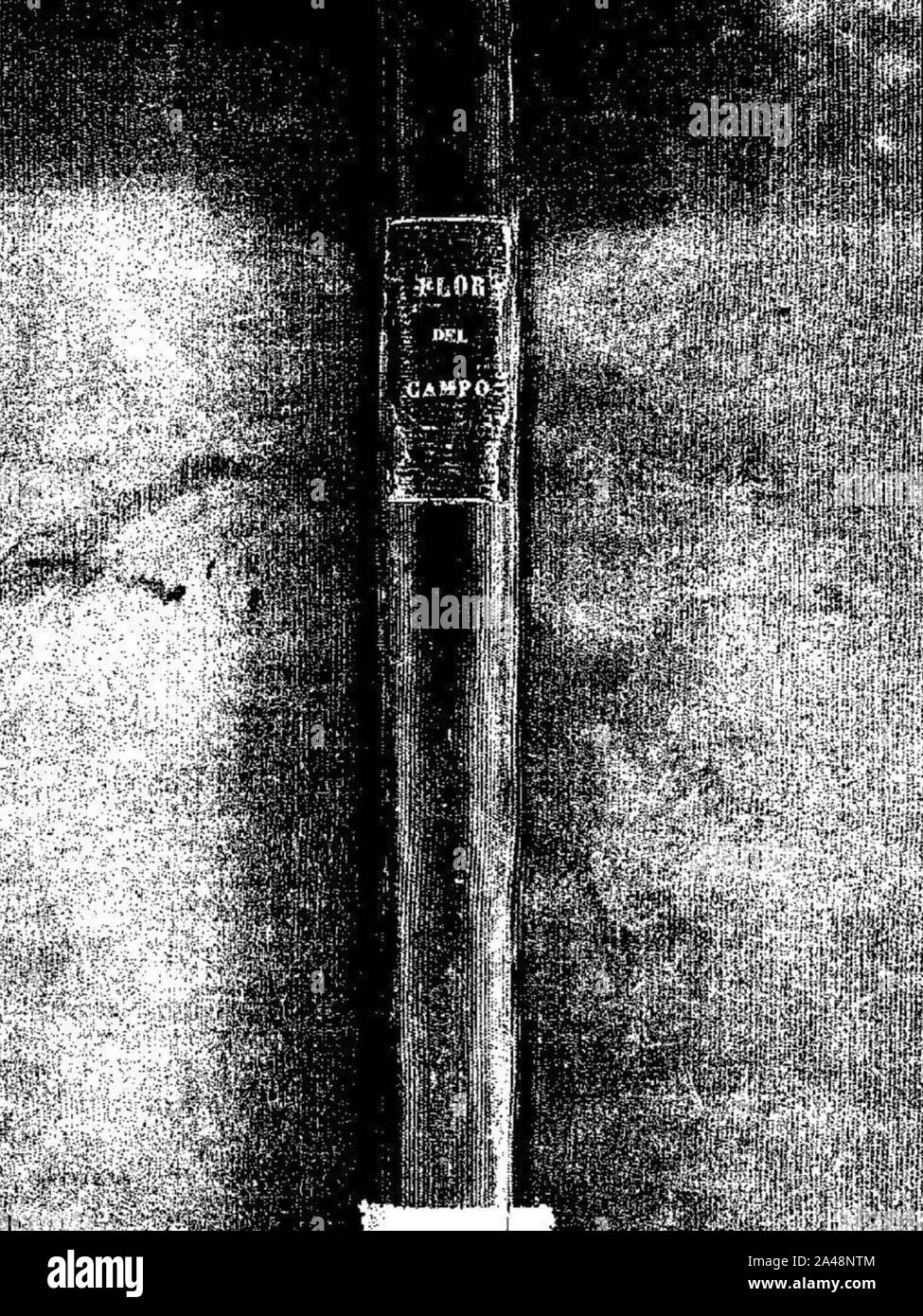Flor de Campo (1886) de Pedro N. Cruz. Stockfoto