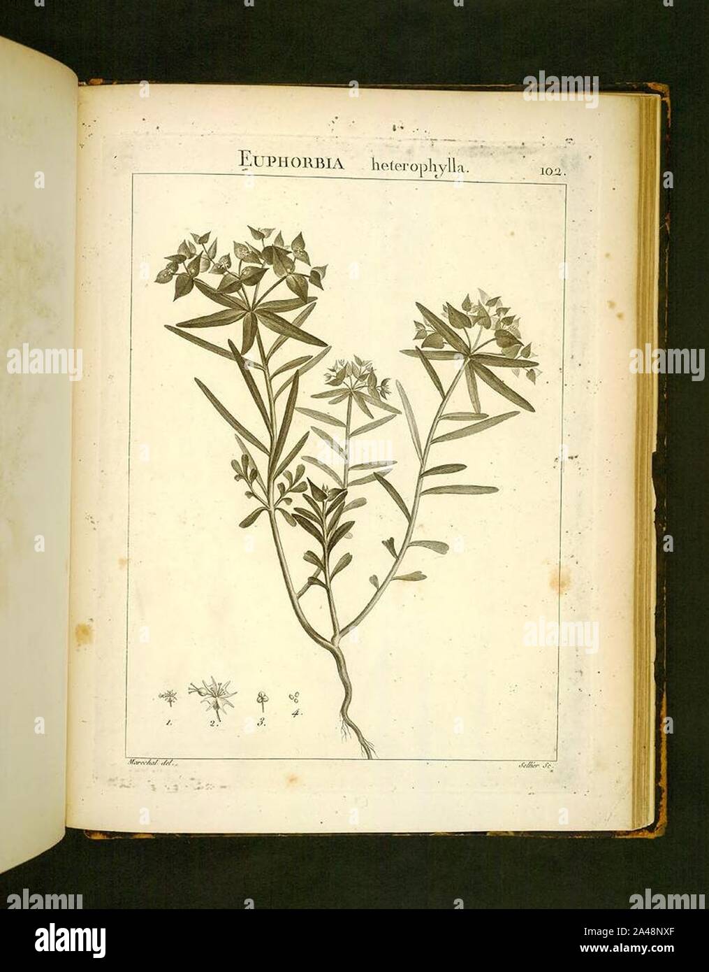 Flora Atlantica (Platte 102) Stockfoto