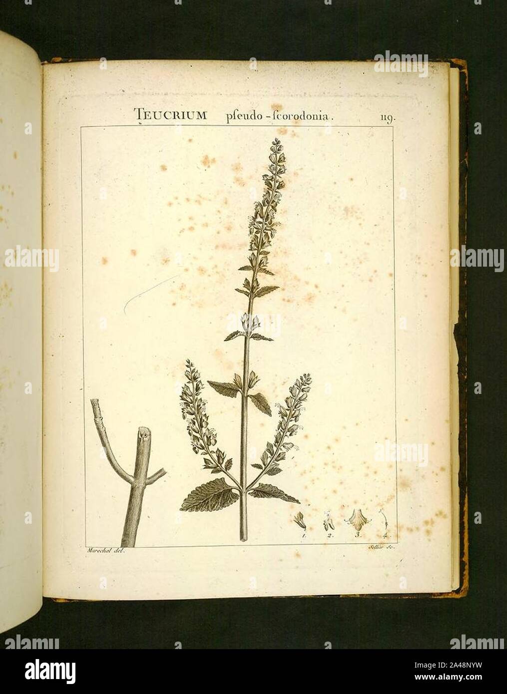 Flora Atlantica (Platte 119) Stockfoto